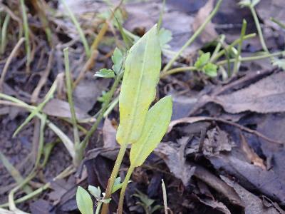 Persicaria mitis (1)