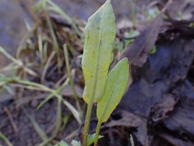Persicaria mitis (2)