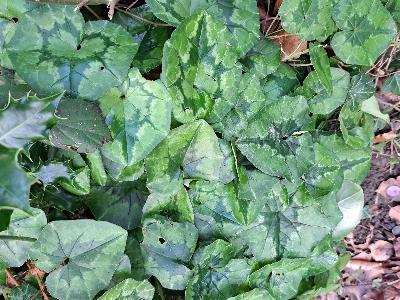 Cyclamen hederifolium