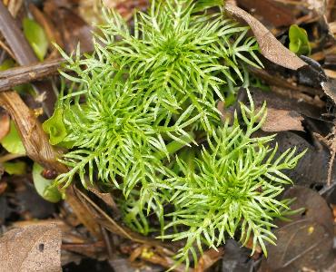 Hottonia palustris  (2)