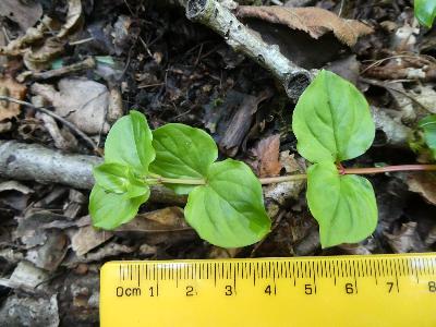 Lysimachia nemorum