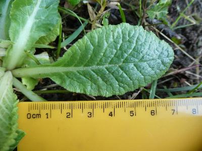 Primula veris