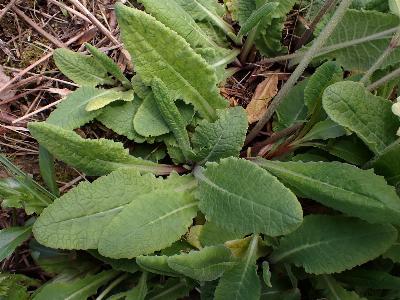 Primula x polyantha