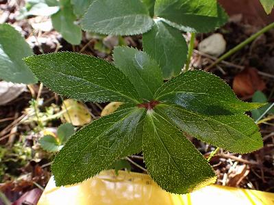 Helleborus orientalis (1)