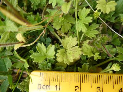 Ranunculus parviflorus (1)