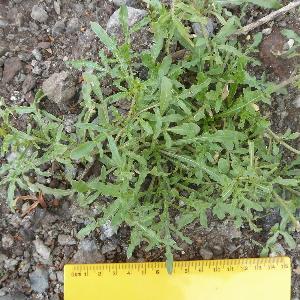 Reseda lutea (1)
