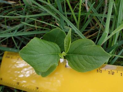 Frangula alnus