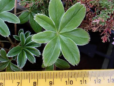 Alchemilla conjuncta