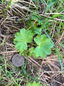 Alchemilla glabra