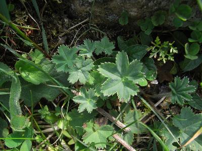 Alchemilla glaucescens