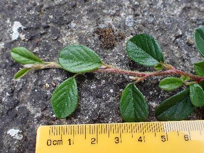 Cotoneaster dammeri