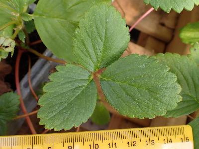 Fragaria ananassa