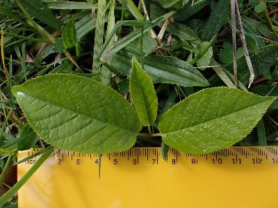 Prunus padus
