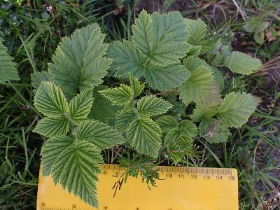 Rubus idaeus