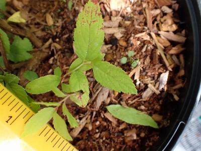 Spiraea japonica