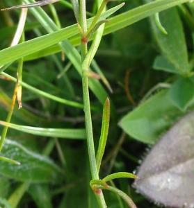 Asperula cynanchica