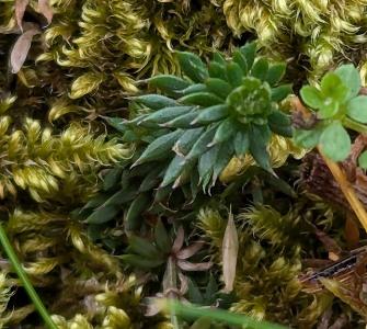 Galium sterneri