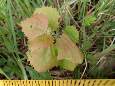 Populus tremula