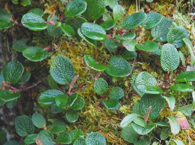 Salix reticulata