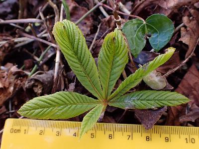 Aesculus carnea (1)