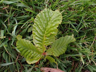 Aesculus carnea (2)