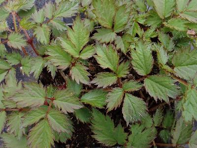 Astilbe chinensis