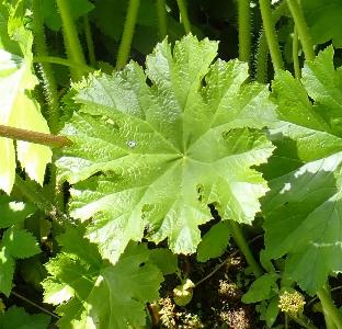 Darmera peltata
