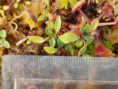 Saxifraga hirculus