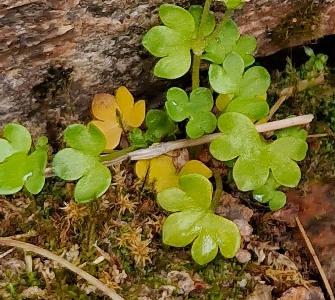 Saxifraga rivularis