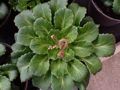 Saxifraga umbrosa