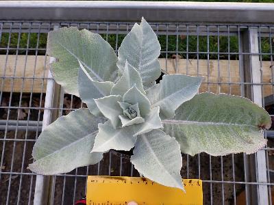 Verbascum bombyciferum