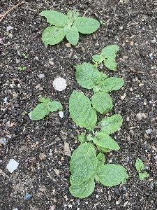 Verbascum lychnitis