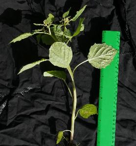 Physalis angulata
