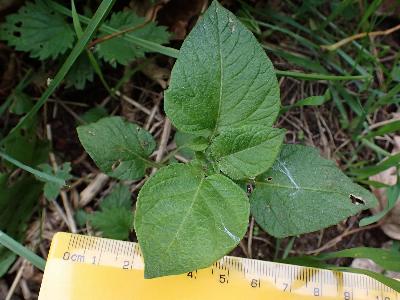 Solanum tuberosum