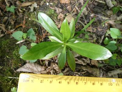 Daphne laureola