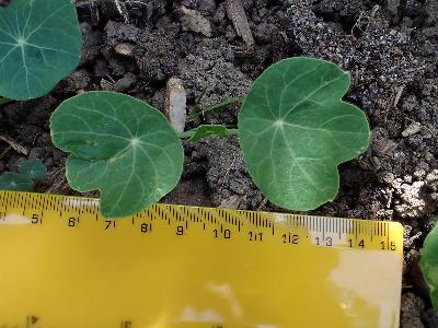 Tropaeolum majus