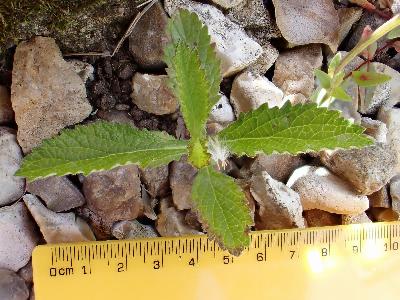 Verbena bonariensis