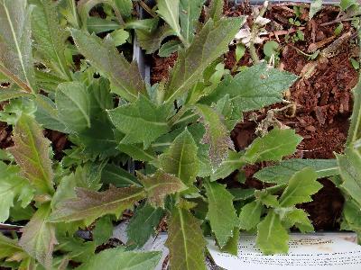 Verbena rigida