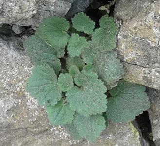 Asarina procumbens