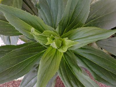 Digitalis lutea