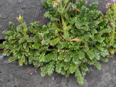 Erinus alpinus (2)