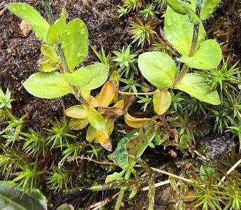 Veronica alpina