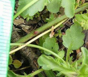 Viola kitaibeliana (2)